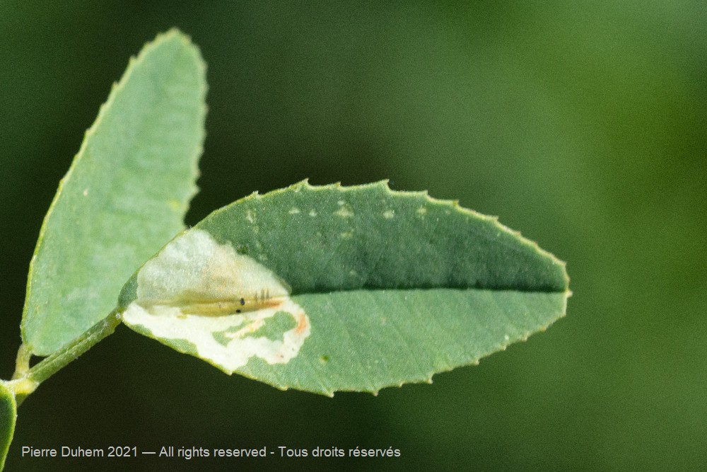 Agromyza frontella