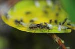 Picture for Ant%20Mating%20Swarm