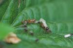 Picture for Ant%20Mating%20Swarm