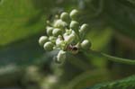 Picture for Euonymus japonicus