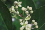 Picture for Euonymus japonicus