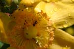 Picture for St. John's Wort