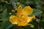 Picture for St. John's Wort