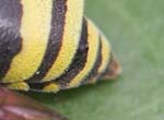 Image pour Strepsiptera Stylopidae
