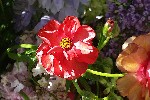 20240413_144701 - Ranunculus asiaticus