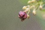 5dt22243 - Coriaria myrtifolia