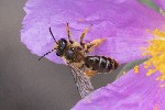 5dt22473 - Andrena fulvago