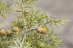 5dt22479 - Juniperus oxycedrus