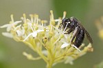 5dt22513 - Andrena nigrospina