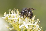 5dt22528 - Andrena nigrospina
