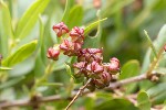 5dt22752 - Coriaria myrtifolia