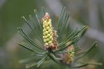 5dt22852 - Pinus sylvestris