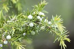 5dt23163 - Juniperus oxycedrus