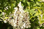 5dt24403 - Robinia pseudoacacia