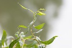 5dt24983 - Salix babylonica
