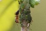 5dt25679 - Aphis farinosa