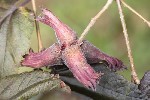5dt27292 - Corylus maxima purpurea