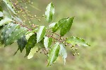 5dt27923 - Prunus lusitanica