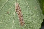 5dt28016 - Phyllonorycter nicellii