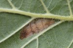 5dt28058 - Phyllonorycter nicellii