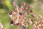 5dt29082 - Laserpitium latifolium