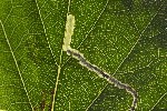5dt29219 - Agromyza alnibetulae