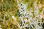 5dt29359 - Artemisia absinthium