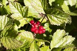 5dt29489 - Rubus saxatilis