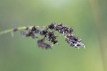 5dt29607 - Carex paniculata