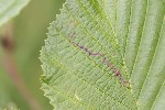 5dt29803 - Agromyza alnivora