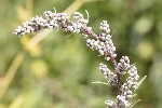 5dt30034 - Artemisia vulgaris