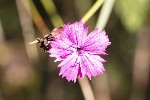 5dt30890 - Dianthus balbisii