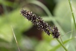 5dt35053 - Carex vulpina