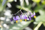 5dt35243 - Solanum dulcamara