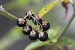 5dt36093 - Solanum nigrum