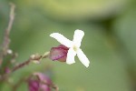 5dt36100 - Clerodendrum trichotomum