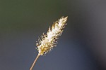 5dt36114 - Setaria viridis