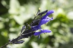 5dt36145 - Salvia guaranitica