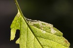 5dt36619 - Liriomyza eupatorii
