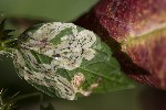 5dt36632 - Liriomyza eupatorii