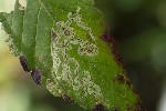 5dt36636 - Liriomyza eupatorii