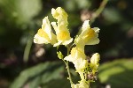 5dt36714 - Linaria vulgaris