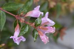 5dt36886 - Abelia × grandiflora