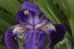 5dt37903 - Iris germanica