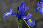 5dt38339 - Iris xiphium