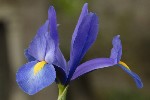 5dt38345 - Iris xiphium