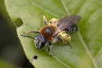 5dt38395 - Andrena haemorrhoa