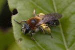 5dt38409 - Andrena haemorrhoa