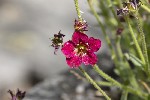 5dt38567 - Saxifraga rosacea