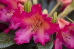 5dt38669 - Rhododendron dichroanthum